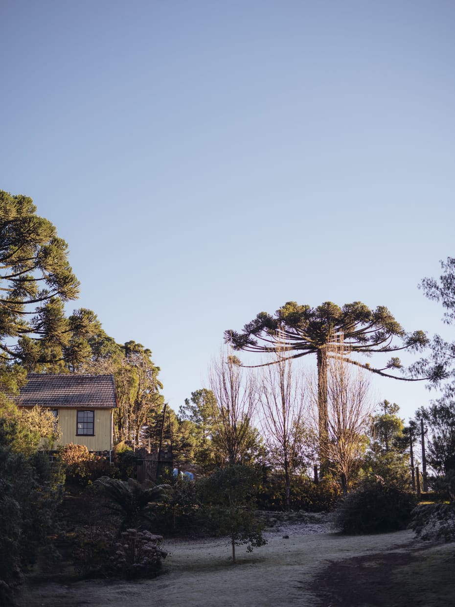 Geada no jardim ao amanhecer