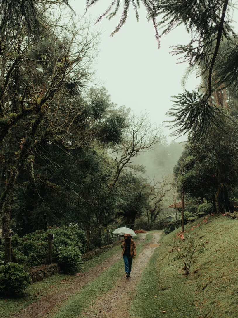 Caminho na neblina entre as araucárias