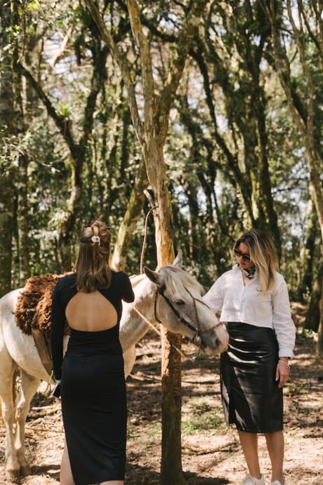 Cavalo na trilha entre as árvores