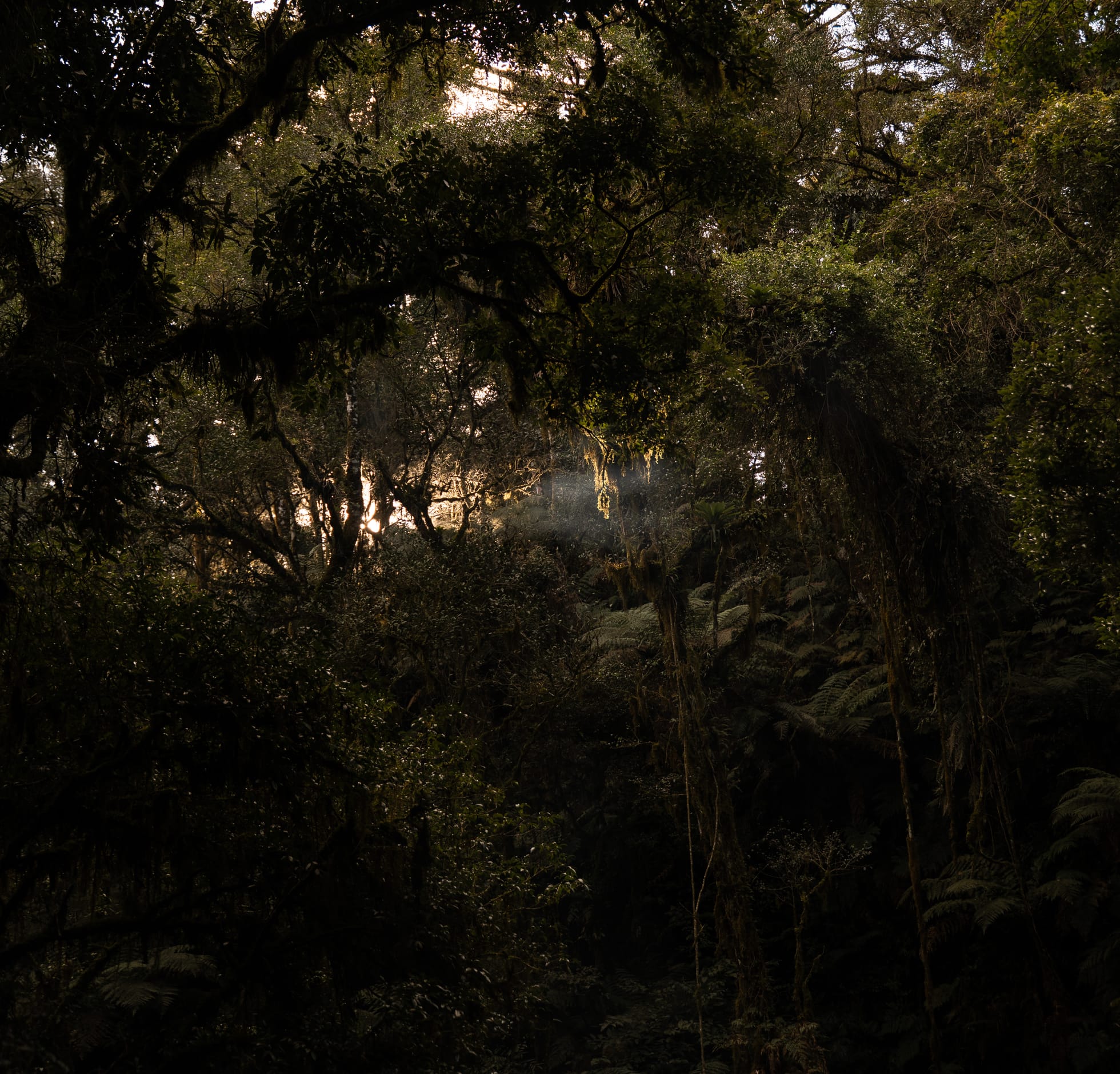 A luz atravessando a mata fechada ao amanhecer