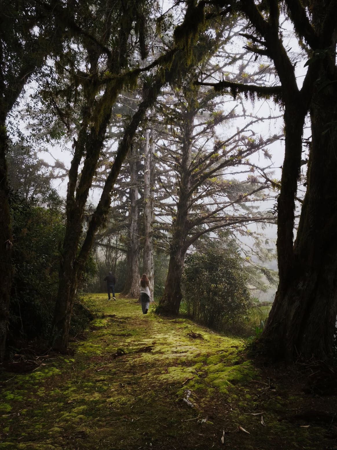 Trilha entre as araucárias